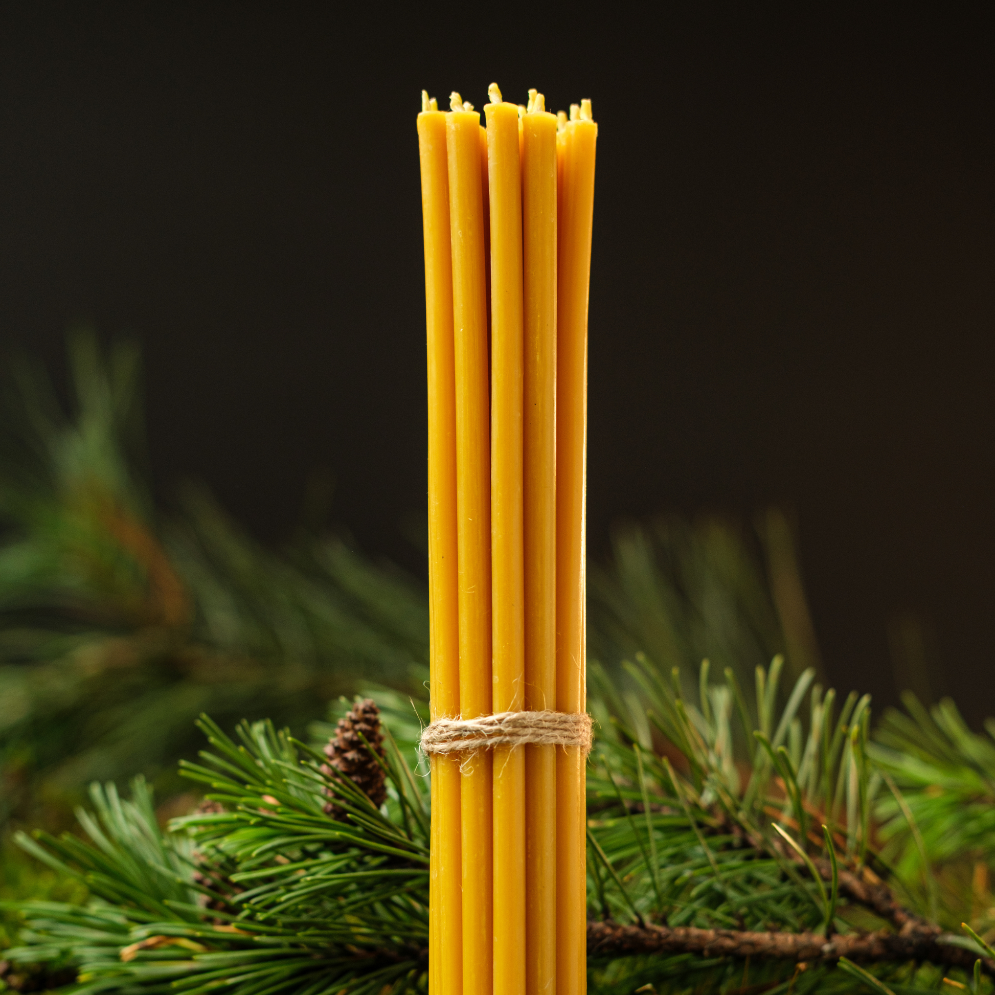 Bundle of thin beeswax taper candles tied with twine, resting on pine greenery against a dark background.