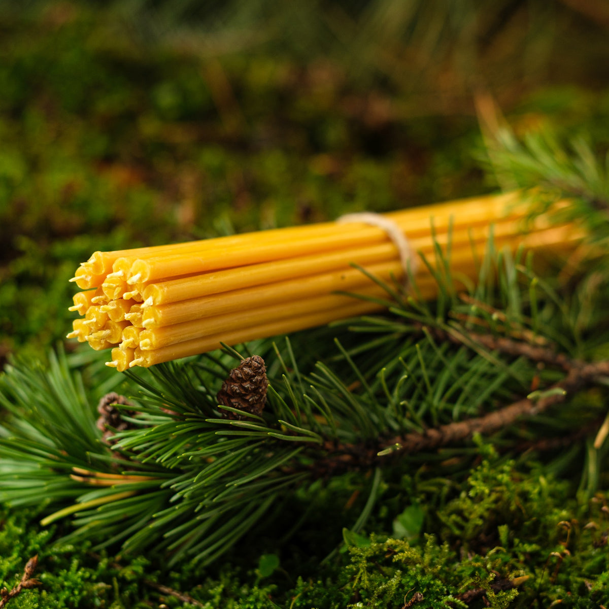 Natural yellow beeswax taper candles 10.4″, bundle on pine branches and moss